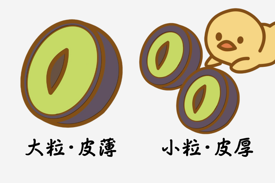 粒の大きさと皮の厚さ