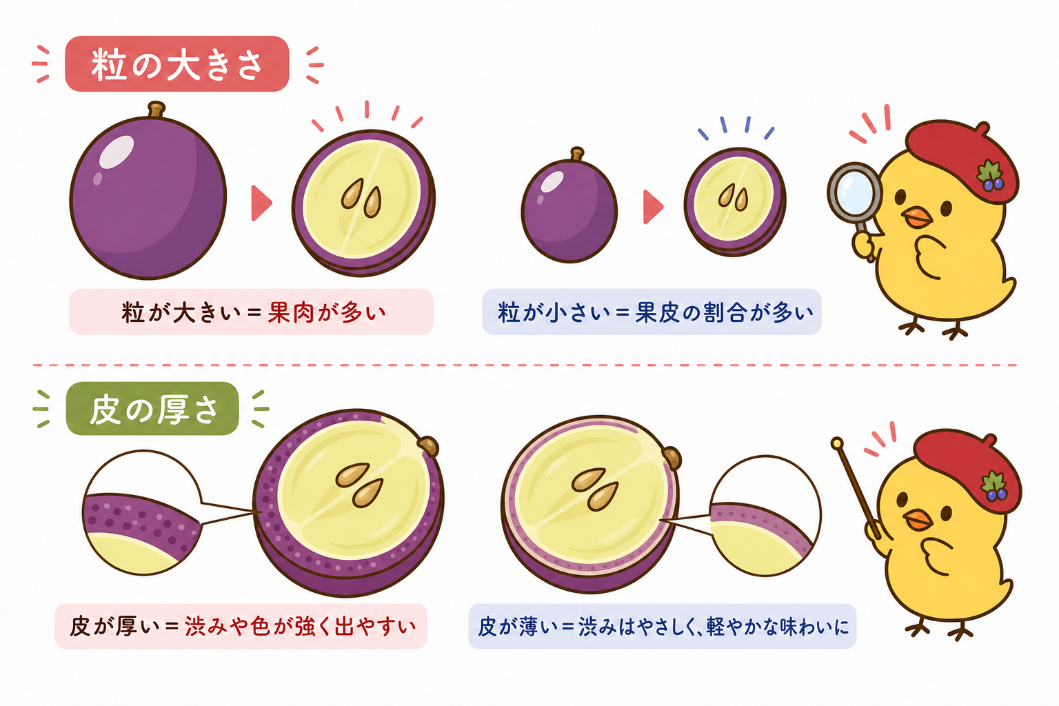 ブドウの粒と皮の関係図
